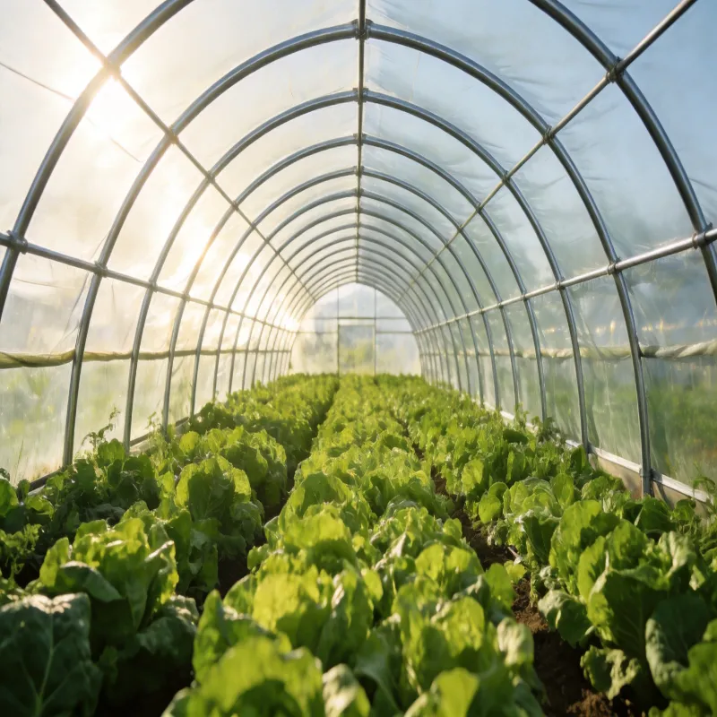 Hot-Dip Galvanized Greenhouse Pipe Application